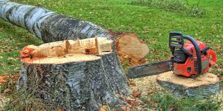 How Our Tree Care Process Works  in  Arkoma, OK