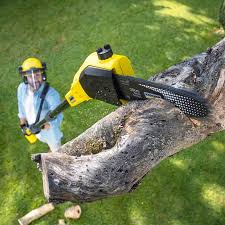 Best Tree Risk Assessment  in Arkoma, OK