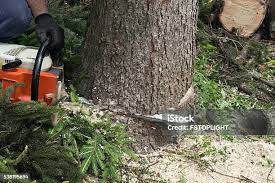 Best Fruit Tree Pruning  in Arkoma, OK