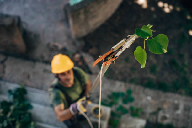 Best Tree Risk Assessment  in Arkoma, OK
