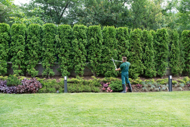 Best Tree Removal  in Arkoma, OK