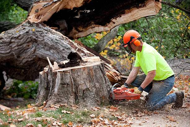 Best Commercial Tree Services  in Arkoma, OK
